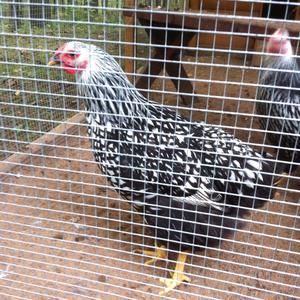 Meet your Posher, Diana